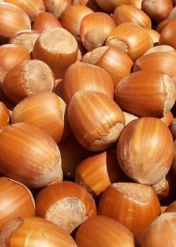 Alun Tonda Gentile Delle Langhe(radacina nuda)