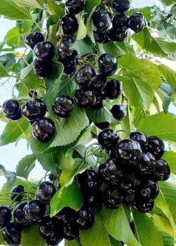 Cires Amar de Maxut ( radacina nuda )