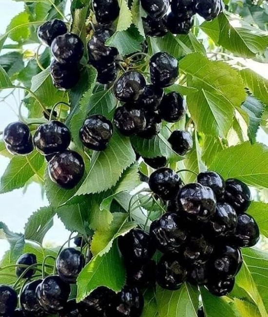 Cires Amar de Maxut ( radacina nuda )