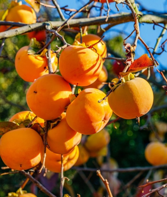 Kaki Anafujo (radacina nuda)