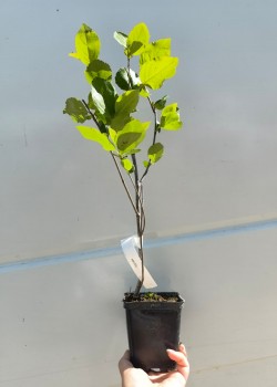 Aronia (ghiveci)