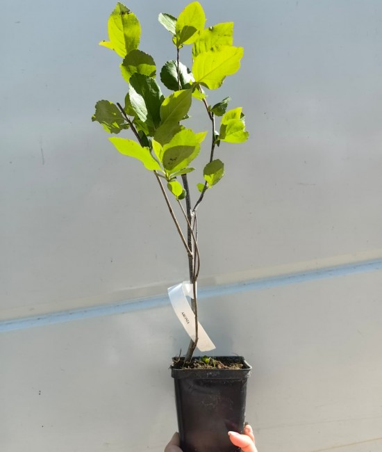Aronia (ghiveci)
