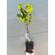 Aronia (ghiveci)