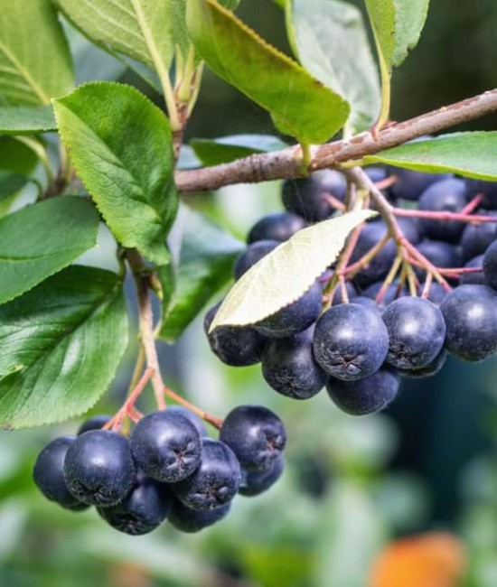 Aronia (ghiveci)