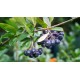 Aronia (ghiveci)