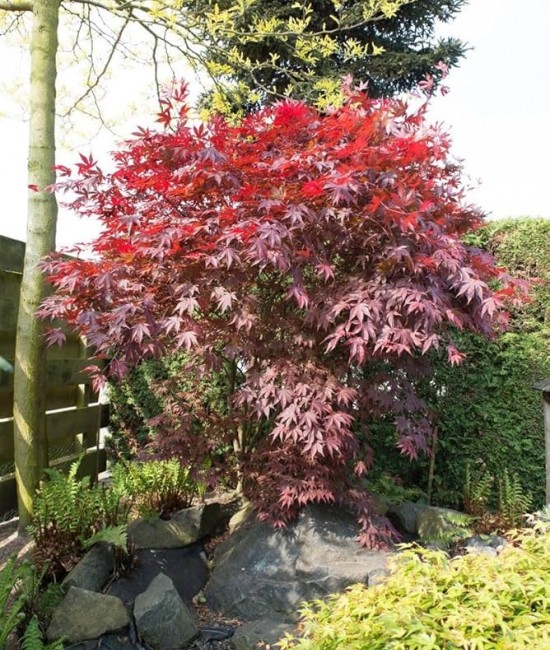 Artar japonez BloodGood (ghiveci v18)