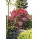 Artar japonez BloodGood (ghiveci v18)