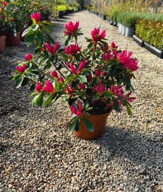 Azalee fucsia (ghiveci)