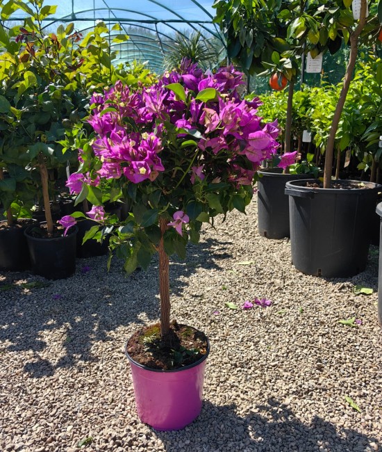 Bougainvillea (floare de hartie) pomisor 50-60cm (ghiveci)