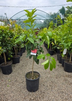 Grapefruit Rosu 50-70cm (ghiveci)
