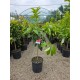 Grapefruit Rosu 50-70cm (ghiveci)
