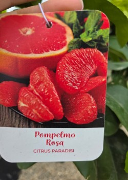 Grapefruit Rosu 50-70cm (ghiveci)
