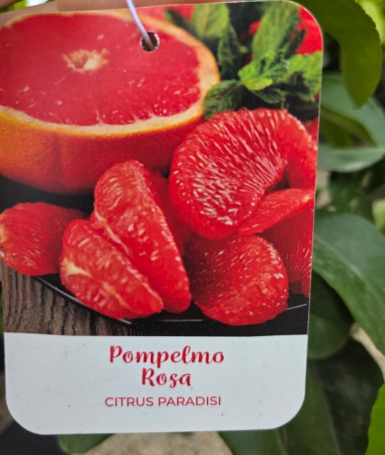 Grapefruit Rosu 50-70cm (ghiveci)