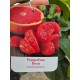 Grapefruit Rosu 50-70cm (ghiveci)