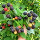 Zmeura Neagra Black Jewel (ghiveci)