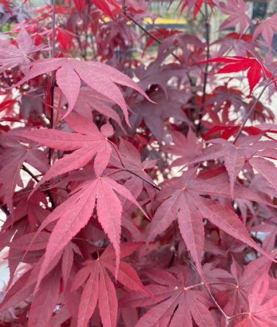 Artar japonez BloodGood (ghiveci v18)