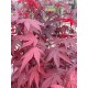 Artar japonez BloodGood (ghiveci v18)