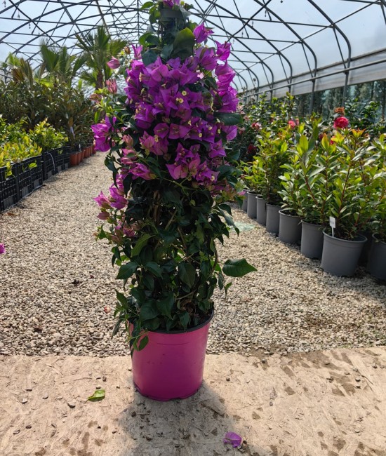 Bougainvillea(Floare de hartie) Piramidal 60-80cm (ghiveci)