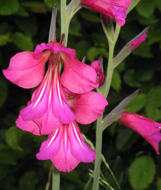 Pachet 3 bucati Gladiola byzantinus