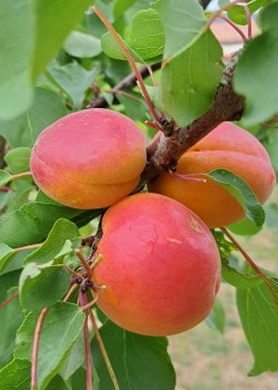Cais Kyoto (radaciana nuda)
