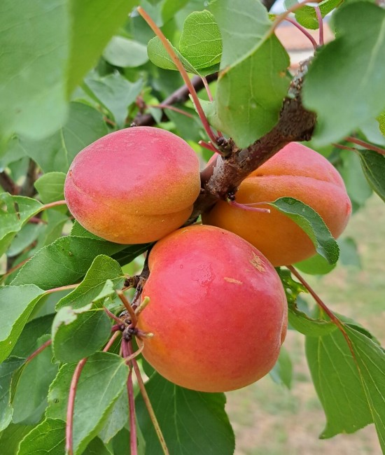 Cais Kyoto (radaciana nuda)