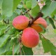 Cais Rouge de Roussillon pe rod (ghiveci)