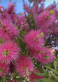 Callistemon 50-70cm (ghiveci)