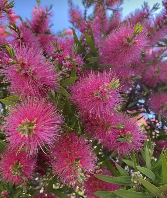 Callistemon 50-70cm (ghiveci)