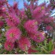 Callistemon 50-70cm (ghiveci)