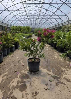 Callistemon 50-70cm (ghiveci)