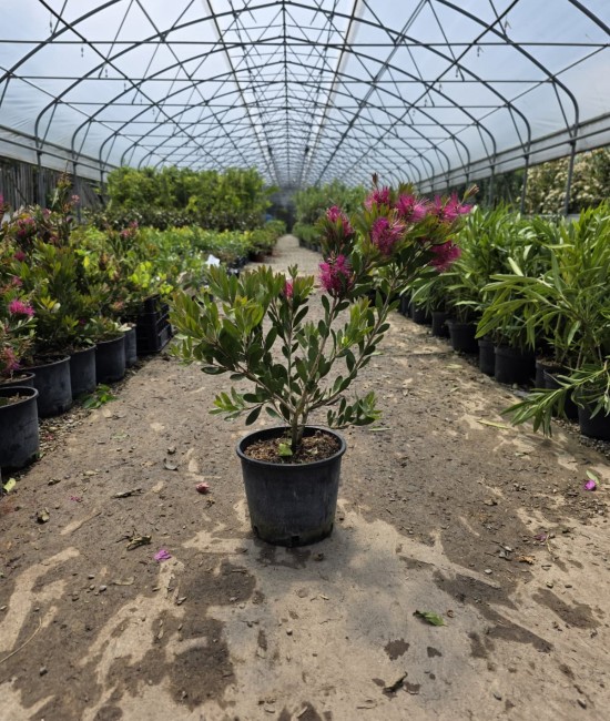Callistemon 50-70cm (ghiveci)