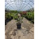 Callistemon 50-70cm (ghiveci)