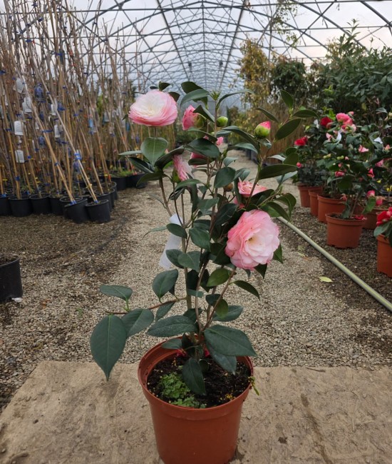 Camelia Japonica roz (ghiveci)