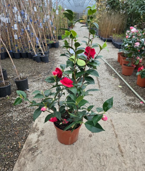 Camelia Japonica Rosie (ghiveci)