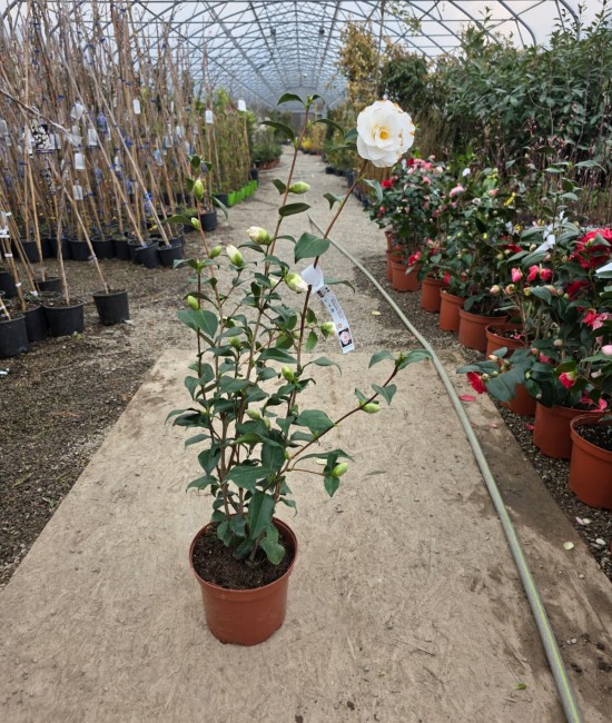 Camelia Japonica Alba (ghiveci)