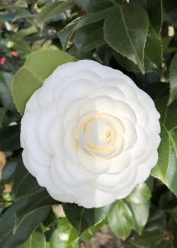 Camelia japonica Alba (alveola)
