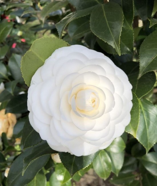Camelia japonica Alba (alveola)