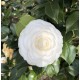 Camelia japonica Alba (alveola)