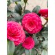 Camelia Japonica Rosie (alveola) Camelia Japonica Rosie (alveola)