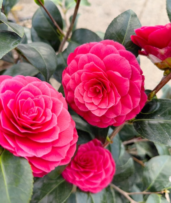 Camelia Japonica alb/ rosu/ roz ( ghiveci 15 litri) Camelia Japonica alb/ rosu/ roz ( ghiveci 15 litri)