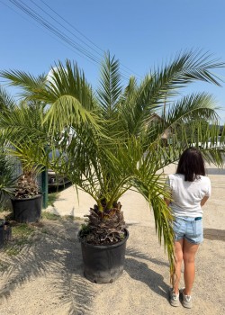Palmier Phoenix Canariensis 2m (ghiveci)