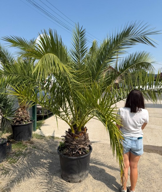 Palmier Phoenix Canariensis 2m (ghiveci)