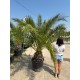 Palmier Phoenix Canariensis 2m (ghiveci)