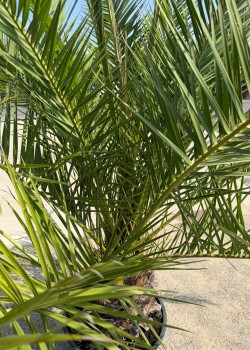 Palmier Phoenix Canariensis 2m (ghiveci)