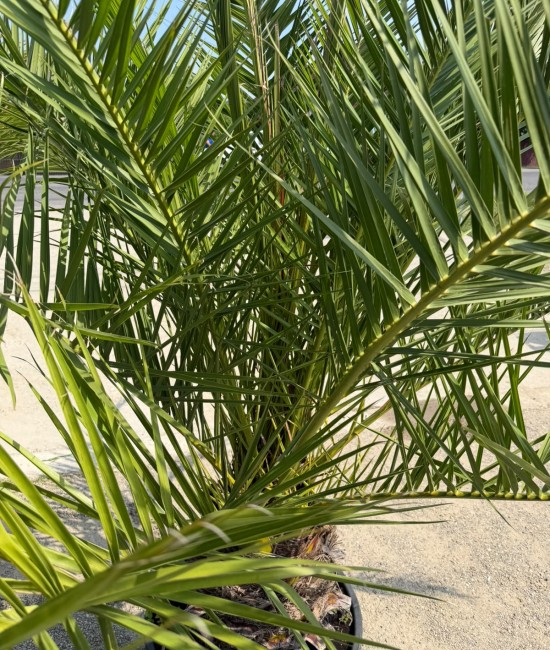 Palmier Phoenix Canariensis 2m (ghiveci)
