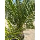 Palmier Phoenix Canariensis 2m (ghiveci)