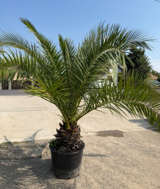 Palmier Phoenix Canariensis 2m (ghiveci)