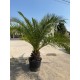 Palmier Phoenix Canariensis 2m (ghiveci)