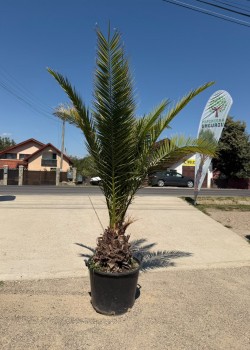 Palmier Phoenix Canariensis 2m  (ghiveci)