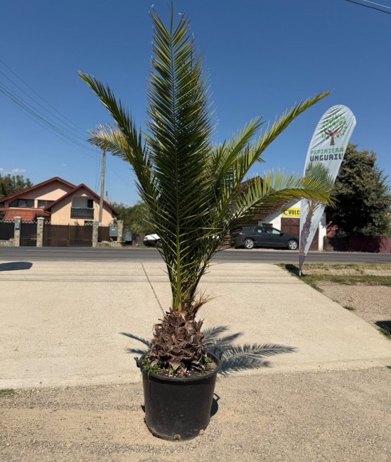 Palmier Phoenix Canariensis 2m  (ghiveci)